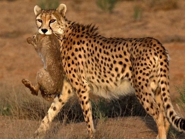 Cheetahs to be re-introduced in India after being declared extinct in 1952